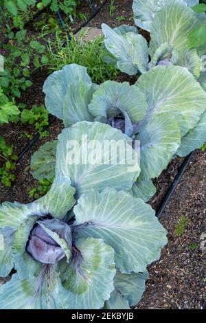 Issaquah, Washington, États-Unis. Tête de chou de rubis ball poussant dans un jardin de légumes. Ruby ball reste un grand chou rouge toute saison. Ferme, 6-8 pouces r Banque D'Images