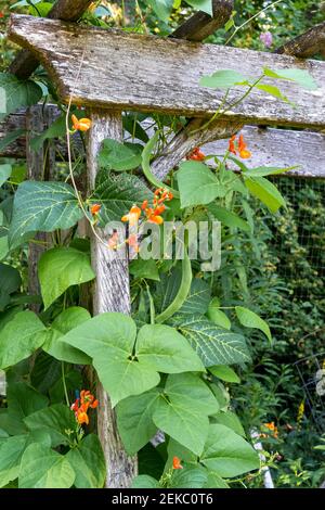 Issaquah, Washington, États-Unis. Les haricots de la scarlet Runner poussent sur un treillis. Banque D'Images