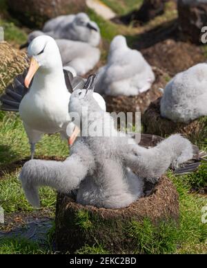 Un poussin d'albatros à sourcils noirs se présente dans son nid pour ses parents à West point Island, dans les îles Falkland Banque D'Images