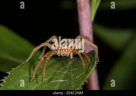 Allemagne, Bavière, Chiemgau, gros plan de l'araignée radeau (Dolomedes fimbriatus) sur la feuille Banque D'Images