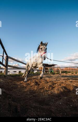 Course à cheval par la clôture de ranch Banque D'Images