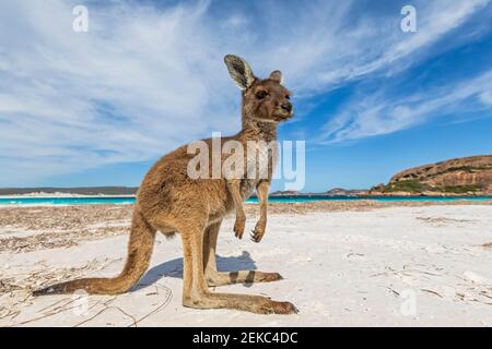 WESTERN Grey Giant Kangaroo sur la plage Banque D'Images