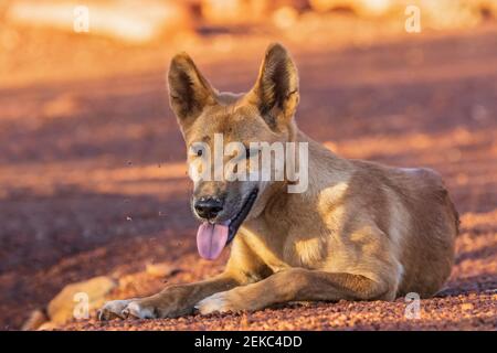 Portrait du dingo seul (Canis lupus dingo) Repos dans le parc national d'Uluru-Kata Tjuta Banque D'Images