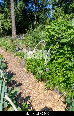 Issaquah, Washington, États-Unis. Lits de jardin surélevés dans un jardin communautaire contenant des haricots blancs, des pois mange-tout, du chou-fleur, des tomates, des oignons et plus encore. (PR) Banque D'Images