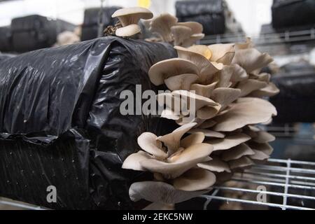 On voit des champignons des huîtres pousser à la ferme urbaine souterraine la Caverne à Paris, en France, le 23 février 2021. Un parking souterrain abandonné de 3,000 mètres carrés à Paris se transforme en une unité agricole urbaine qui produit jusqu'à une tonne d'endives et de champignons biologiques chaque semaine. Photo d'Aurore Marechal/ABACAPRESS.COM Banque D'Images