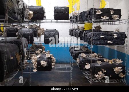 On voit des champignons des huîtres pousser à la ferme urbaine souterraine la Caverne à Paris, en France, le 23 février 2021. Un parking souterrain abandonné de 3,000 mètres carrés à Paris se transforme en une unité agricole urbaine qui produit jusqu'à une tonne d'endives et de champignons biologiques chaque semaine. Photo d'Aurore Marechal/ABACAPRESS.COM Banque D'Images