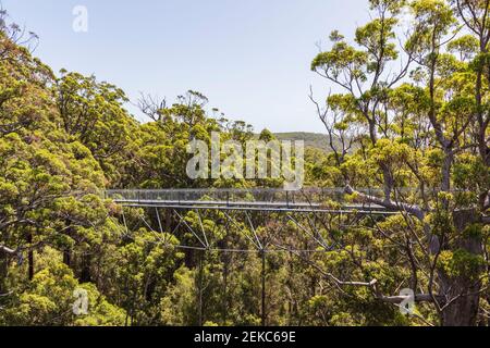 Passerelle d'arbres s'étendant entre des tingles rouges (Eucalyptus jacksonii) Croissance dans le parc national de Walpole-Nornalup Banque D'Images