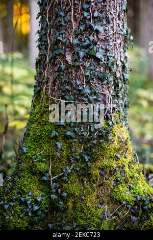 Tronc d'arbre recouvert de feuilles de lierre et de mousse dans la forêt Banque D'Images