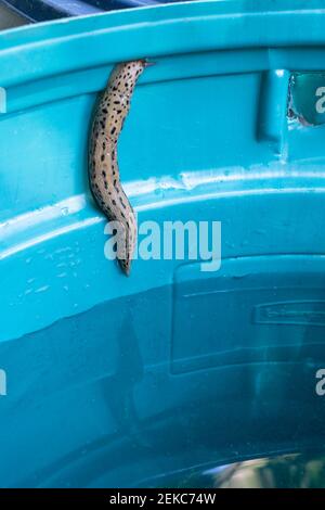 Issaquah, Washington, États-Unis. Limax maximus (Limax maximus) rampant sur le côté d'un baril en plastique d'eau de pluie. Également appelé Slug de jardin, Great Gray G. Banque D'Images