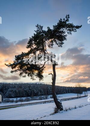 Un seul arbre sur un champ couvert de neige contre le ciel au coucher du soleil Banque D'Images