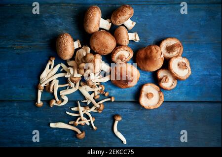 Bouquet de champignons comestibles bruns et blancs Banque D'Images