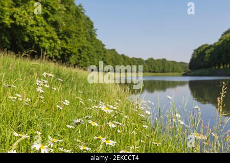 Allemagne, Rhénanie-du-Nord-Westphalie, Cologne, pré d'été s'étendant le long des rives de l'étang de Decksteiner Weiher Banque D'Images