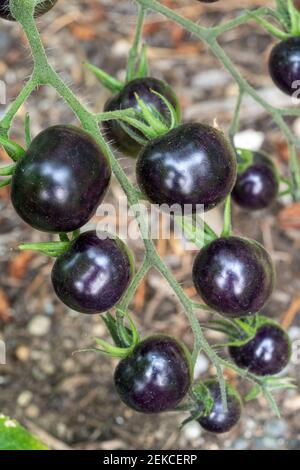 Ssaquah, Washington, États-Unis. Plante noire de tomate cerise Heirloom. C'est la première variété de tomate améliorée au monde qui a des anthocyanines dans ses fruits Banque D'Images