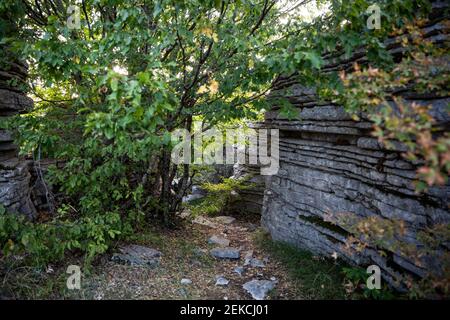 Grèce, Epirus, Zagori, Monts Pindos, Parc national Vikos, Formation d'arbres et de roches Banque D'Images