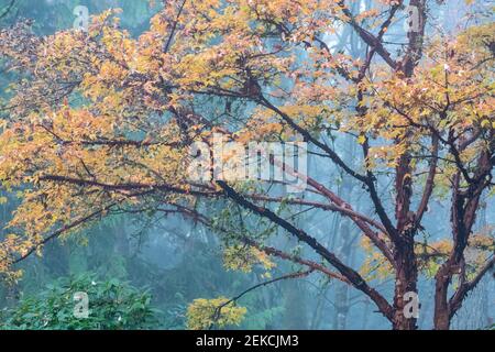 Issaquah, Washington, États-Unis. Érable à écorce de papier (Acer griseum) avec écorce rouge qui s'écaille le jour de la brume. Banque D'Images