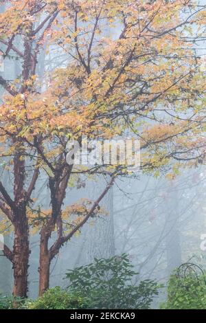 Issaquah, Washington, États-Unis. Érable à écorce de papier (Acer griseum) avec écorce rouge qui s'écaille le jour de la brume. Banque D'Images