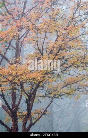 Issaquah, Washington, États-Unis. Érable à écorce de papier (Acer griseum) avec écorce rouge qui s'écaille le jour de la brume. Banque D'Images