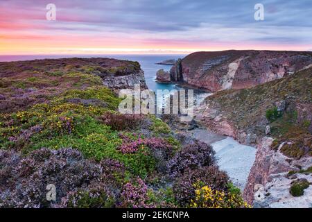 Cap Frehel, pays de la lande bretonne sur la côte au coucher du soleil. Le ciel et la bruyère dans la même ombre. Paysage marin Banque D'Images