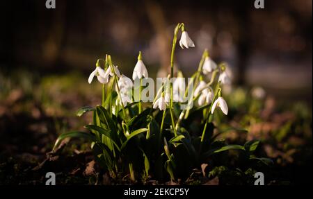 Chutes de neige printanières se brisant dans London Road Park, Édimbourg, février 2021 Banque D'Images