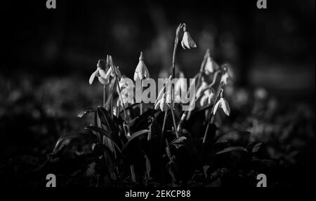 Chutes de neige printanières se brisant dans London Road Park, Édimbourg, février 2021. Prise de vue en noir et blanc spectaculaire. Banque D'Images