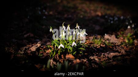 Chutes de neige printanières se brisant dans London Road Park, Édimbourg, février 2021 Banque D'Images