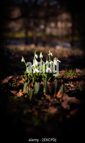 Chutes de neige printanières se brisant dans London Road Park, Édimbourg, février 2021 Banque D'Images