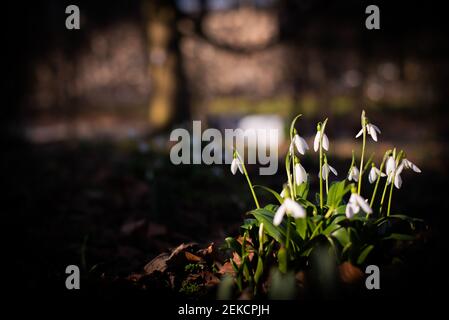 Chutes de neige printanières se brisant dans London Road Park, Édimbourg, février 2021 Banque D'Images