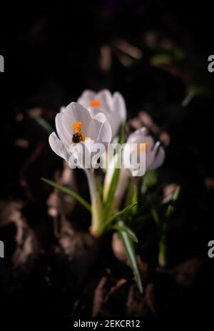 Signes du printemps avec des abeilles pollinisant un crocus dans London Road Park, Édimbourg, février 2021 Banque D'Images