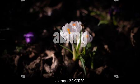 Signes du printemps avec des abeilles pollinisant un crocus dans London Road Park, Édimbourg, février 2021 Banque D'Images