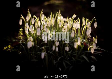 Chutes de neige printanières se brisant dans London Road Park, Édimbourg, février 2021 Banque D'Images