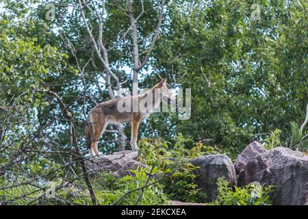 loup sauvage solitaire dans une forêt Banque D'Images