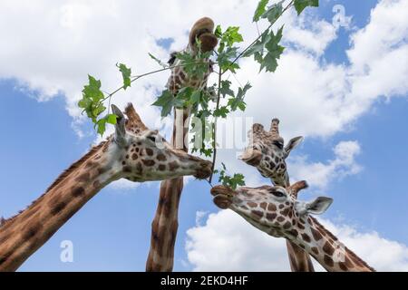 Girafes de Rothschild (Giraffa camelopardalis rothschild), alimentation, captive, Woburn Safari Park, Royaume-Uni Banque D'Images