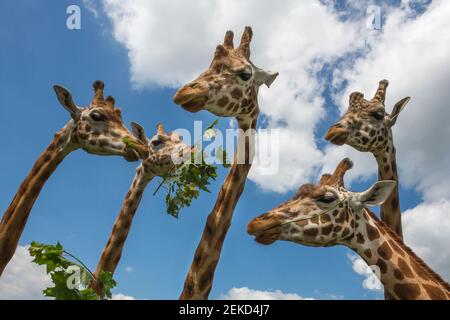 Girafes de Rothschild (Giraffa camelopardalis rothschild), alimentation, captive, Woburn Safari Park, Royaume-Uni Banque D'Images