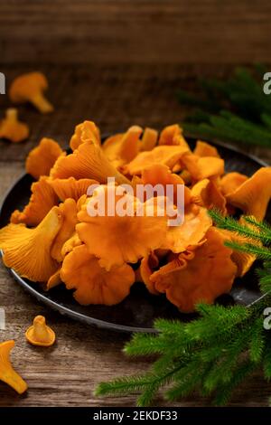 Chanterelles de champignons dans un bol rétro en fer et mousse de forêt sur un vieux fond en bois. Maquette. Vue de dessus. Banque D'Images