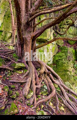 Vue rapprochée de l'arbre avec racines exposées sur une falaise rocheuse. Banque D'Images