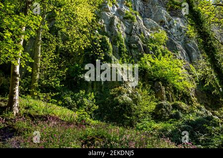 Falaises de calcaire et arbres au printemps à l'entrée des amoureux Matlock Bath un village touristique populaire dans le Derbyshire Peak District Angleterre Royaume-Uni Banque D'Images