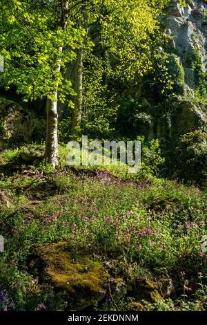 Falaises de calcaire et arbres au printemps à l'entrée des amoureux Matlock Bath un village touristique populaire dans le Derbyshire Peak District Angleterre Royaume-Uni Banque D'Images