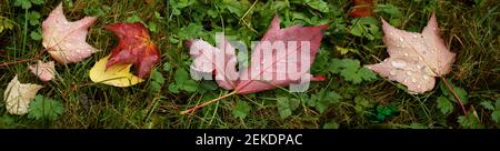 Gros plan de feuilles humides, Seattle, Washington, États-Unis Banque D'Images
