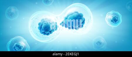 La division cellulaire ou la connexion cellulaire, le processus microbiologique de reproduction des micro-organismes les plus simples microbes, bactéries, protéines. Vecteur Illustration de Vecteur