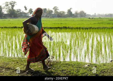 Barpeta, Assam, Inde. 22 février 2021. Le 22 février 2021, à Barpeta, en Inde, une femme paysanne transporte un tuyau en plastique vers l'eau à partir d'une pompe de sa ferme. Crédit : David Talukdar/ZUMA Wire/Alay Live News Banque D'Images