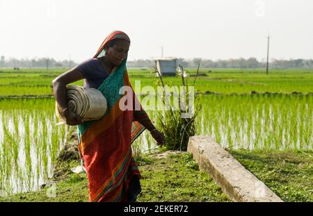 Barpeta, Assam, Inde. 22 février 2021. Le 22 février 2021, à Barpeta, en Inde, une femme paysanne transporte un tuyau en plastique vers l'eau à partir d'une pompe de sa ferme. Crédit : David Talukdar/ZUMA Wire/Alay Live News Banque D'Images