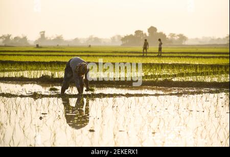 22 février 2021, Barpeta, Assam, Inde : agriculteur plantant du riz dans un rizières le 22 février 2021 à Barpeta, Inde. (Image de crédit : © David Talukdar/ZUMA Wire) Banque D'Images