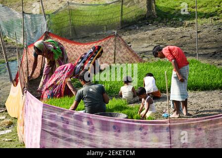 22 février 2021, Barpeta, Assam, Inde: Une famille d'agriculteurs organisant des semis de riz pour planter dans un champ de paddy le 22 février 2021 à Barpeta, Inde. Le paddy est habituellement cultivé en condition semi-aquatique, comme les graines ne peuvent pas germer dans l'état de l'eau ils sont d'abord plantés dans une pépinière. (Image de crédit : © David Talukdar/ZUMA Wire) Banque D'Images