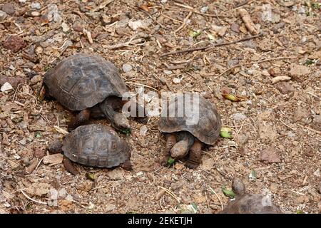 4 tortues géantes de Galapagos, jeunes élevés, conservation de la faune, nombres sur le dos, reptiles, Animaux, Chelonoidis nigra, Charles Darwin Researc Banque D'Images