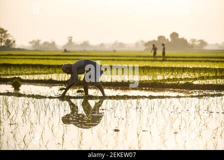 Barpeta, Assam, Inde. 22 février 2021. Agriculteur plantant du riz dans un champ de paddy le 22 février 2021 à Barpeta, en Inde. Crédit : David Talukdar/ZUMA Wire/Alay Live News Banque D'Images