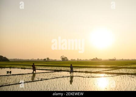 Barpeta, Assam, Inde. 22 février 2021. Agriculteur plantant du riz dans un champ de paddy le 22 février 2021 à Barpeta, en Inde. Crédit : David Talukdar/ZUMA Wire/Alay Live News Banque D'Images