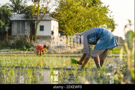 Barpeta, Assam, Inde. 22 février 2021. Agriculteur plantant du riz dans un champ de paddy le 22 février 2021 à Barpeta, en Inde. Crédit : David Talukdar/ZUMA Wire/Alay Live News Banque D'Images
