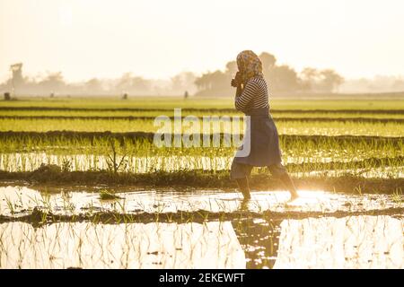 Barpeta, Assam, Inde. 22 février 2021. Agriculteur plantant du riz dans un champ de paddy le 22 février 2021 à Barpeta, en Inde. Crédit : David Talukdar/ZUMA Wire/Alay Live News Banque D'Images