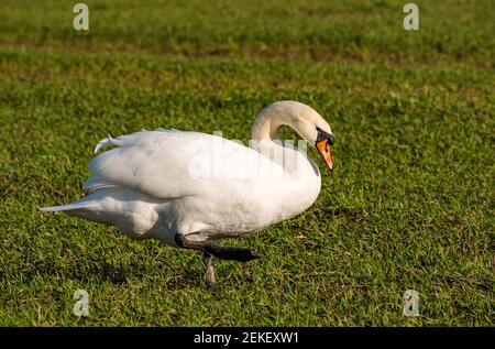 Femme mute cygne (Cygnus olor) marchant dans un champ de culture à Spring Sunshine, East Lothian, Écosse, Royaume-Uni Banque D'Images