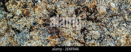 Lichen coloré sur la formation rocheuse, Sonora Pass, Mono County, Californie, États-Unis Banque D'Images